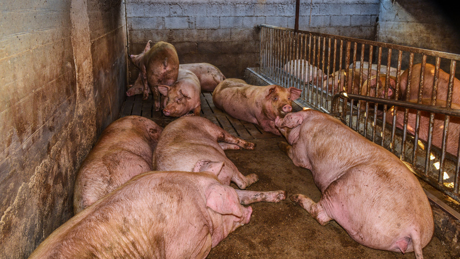 The Wildlife Trusts Report: More Proof Our Rivers Need Urgent Action